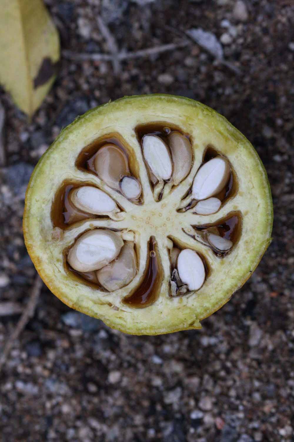   Fruit cross-section of  Aegle marmelos (Riverside, CA) 